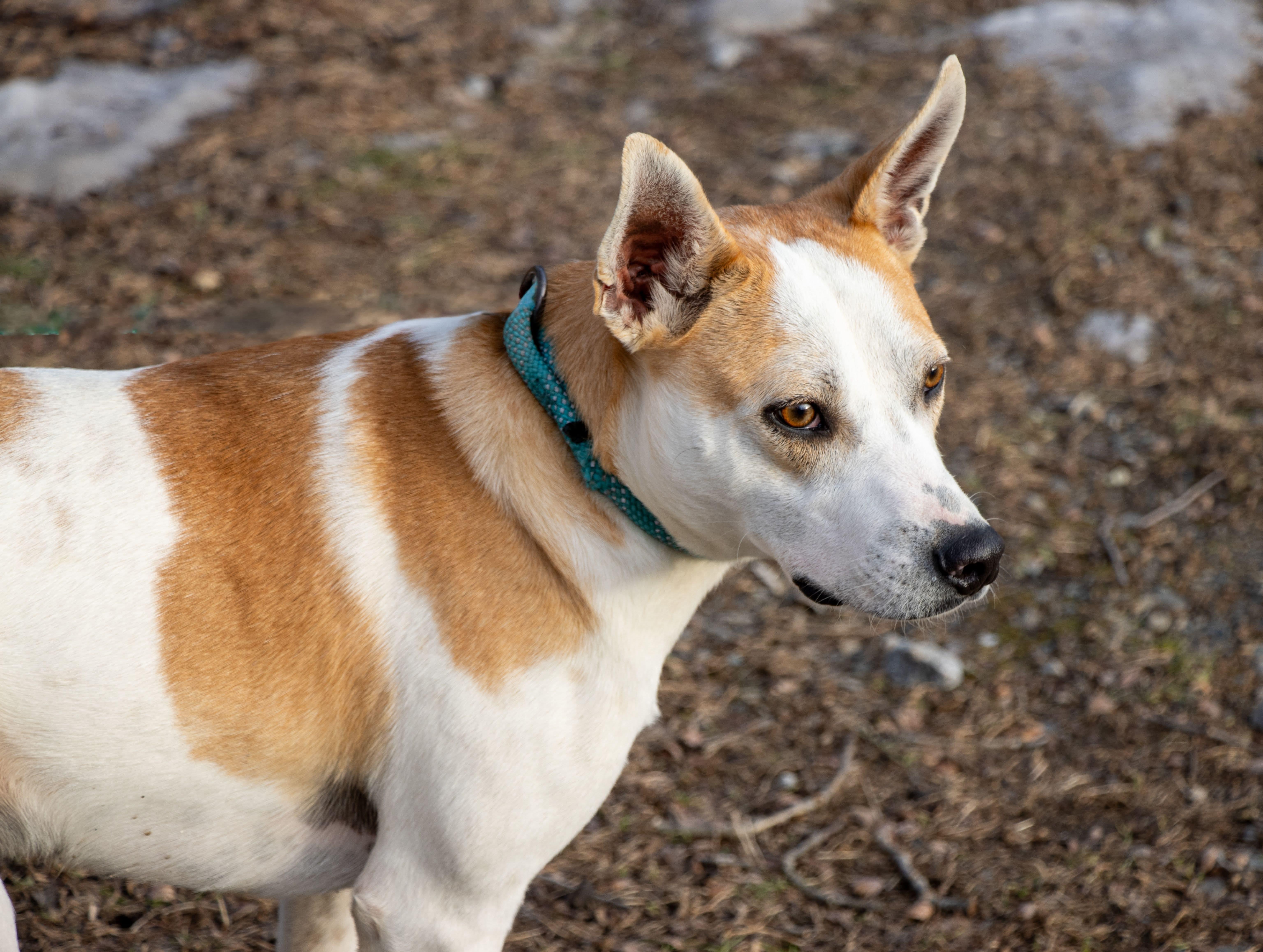 Enlarge Petey , a Adoptable mixed breed in Argyle, NY image 6/6