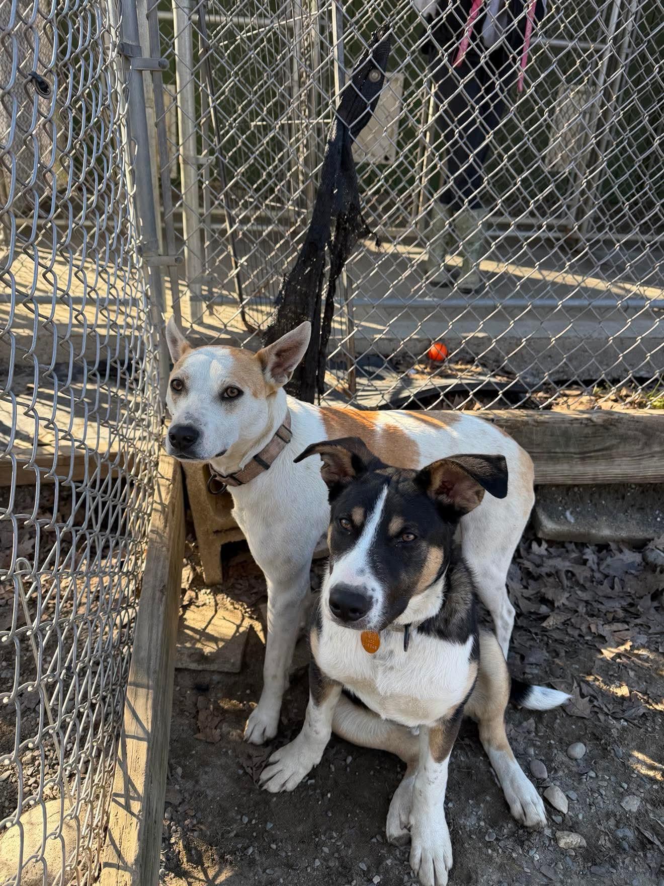 Enlarge Petey , a Adoptable mixed breed in Argyle, NY image 3/6