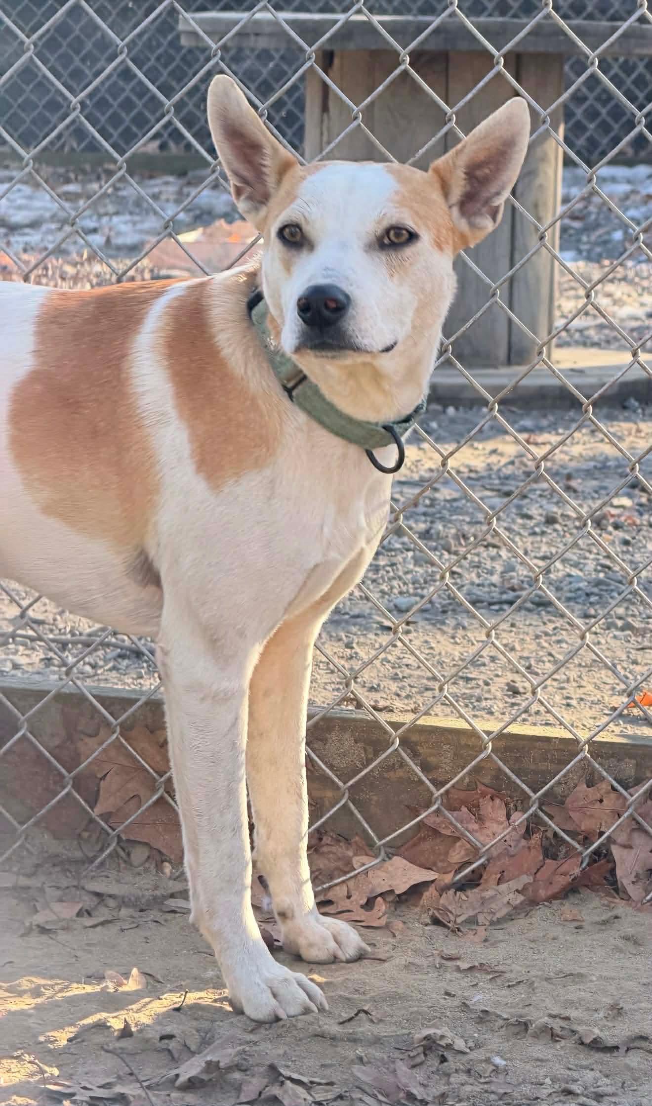 Enlarge Petey , a Adoptable mixed breed in Argyle, NY image 6/6