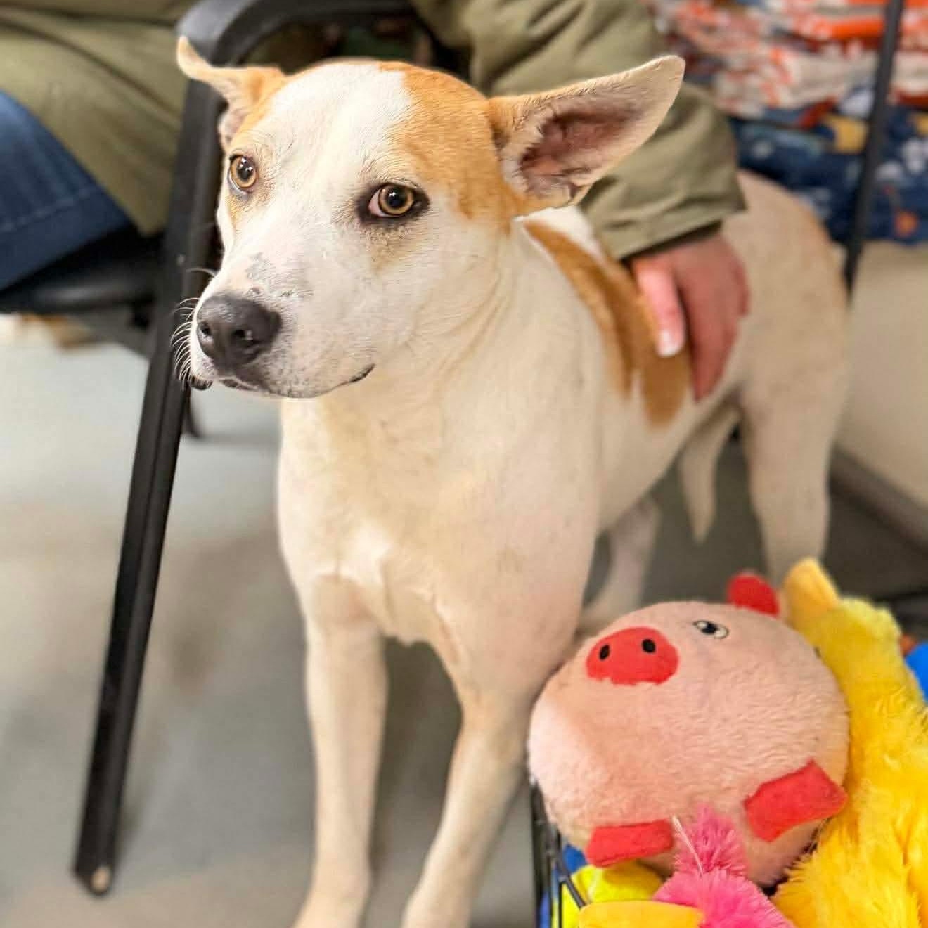 Enlarge Petey , a Adoptable mixed breed in Argyle, NY image 1/6