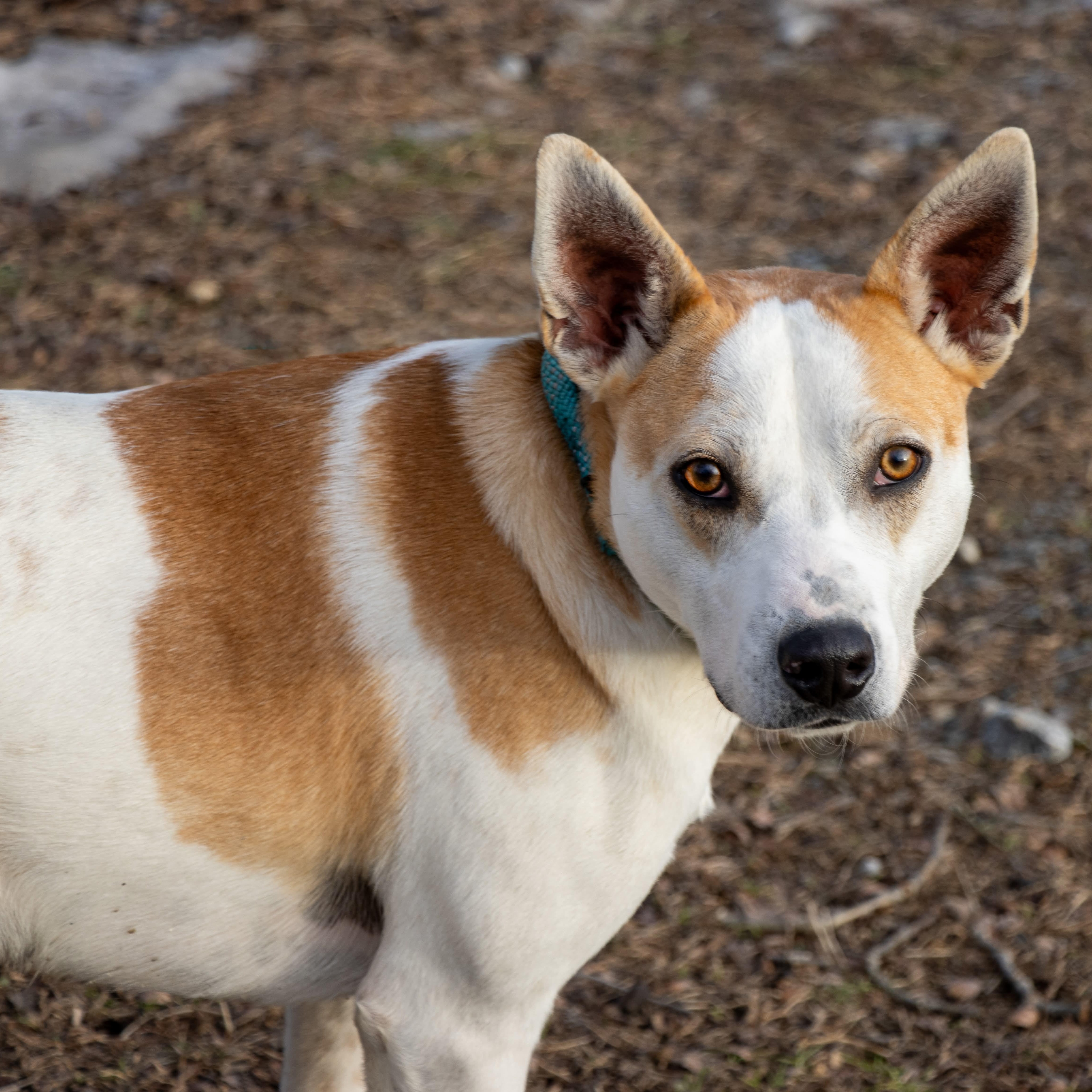 Enlarge Petey , a Adoptable mixed breed in Argyle, NY image 1/6