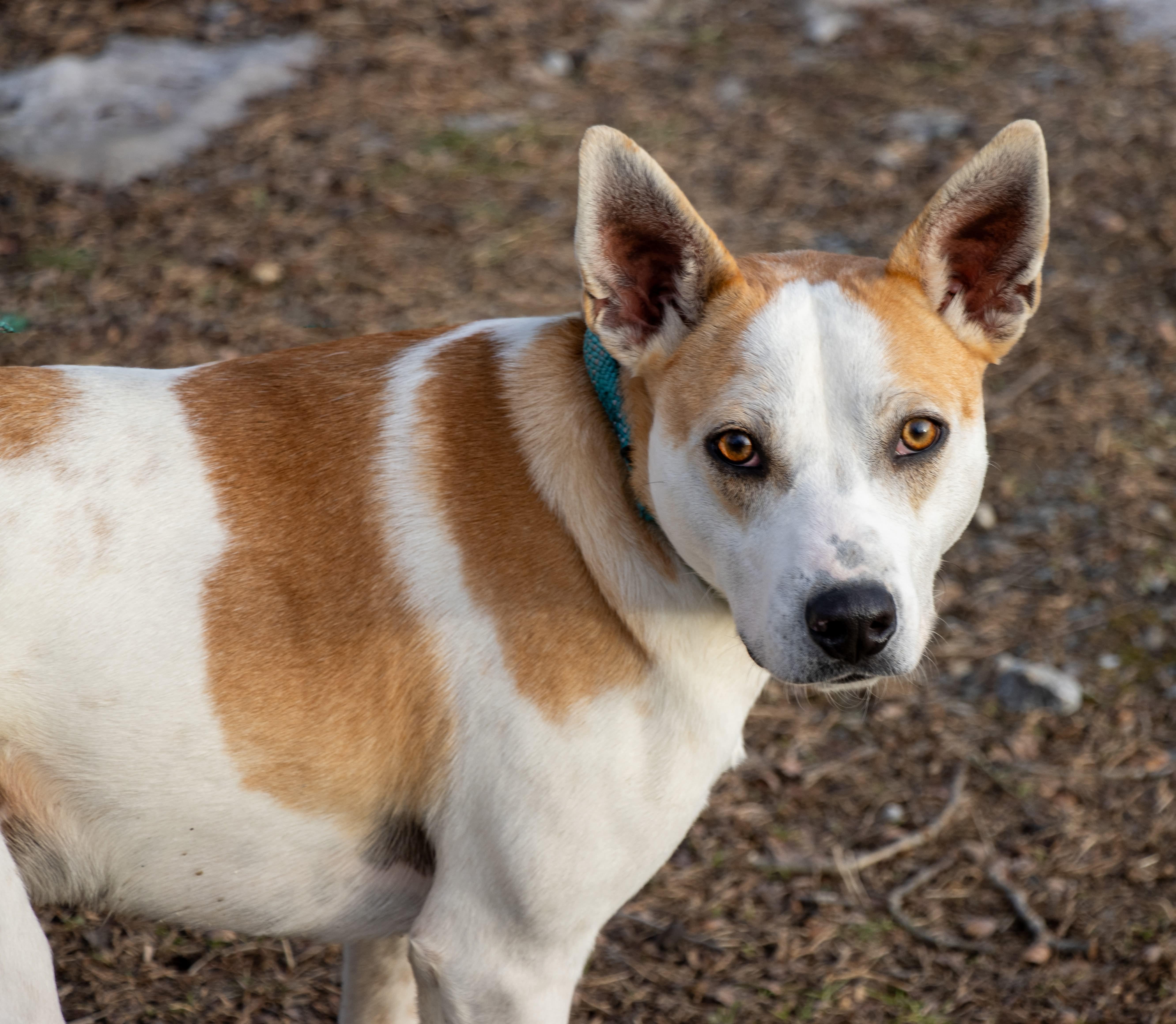 Enlarge Petey , a Adoptable mixed breed in Argyle, NY image 5/6