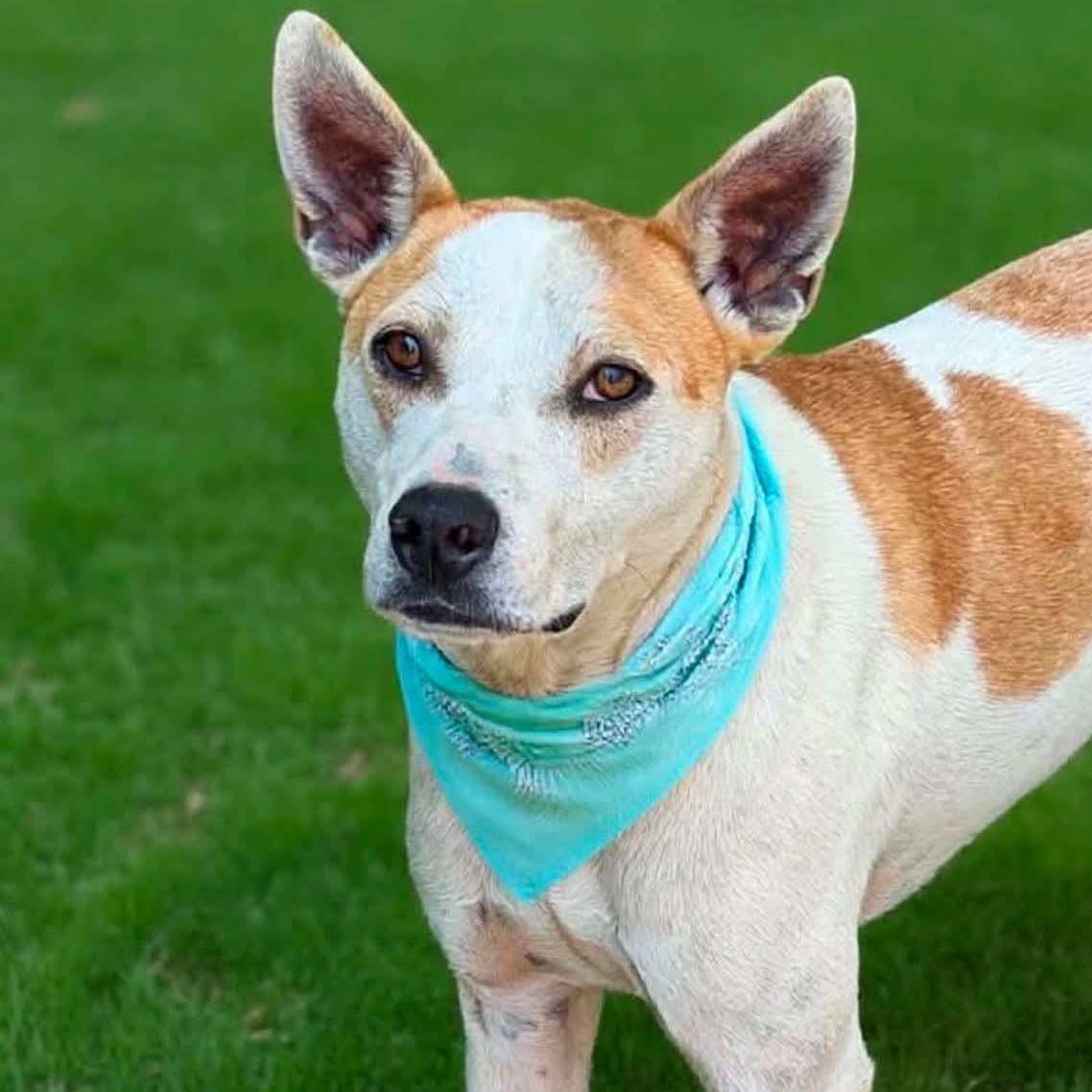 Petey , Adoptable, Puppy Male Hound & Australian Cattle Dog / Blue Heeler.