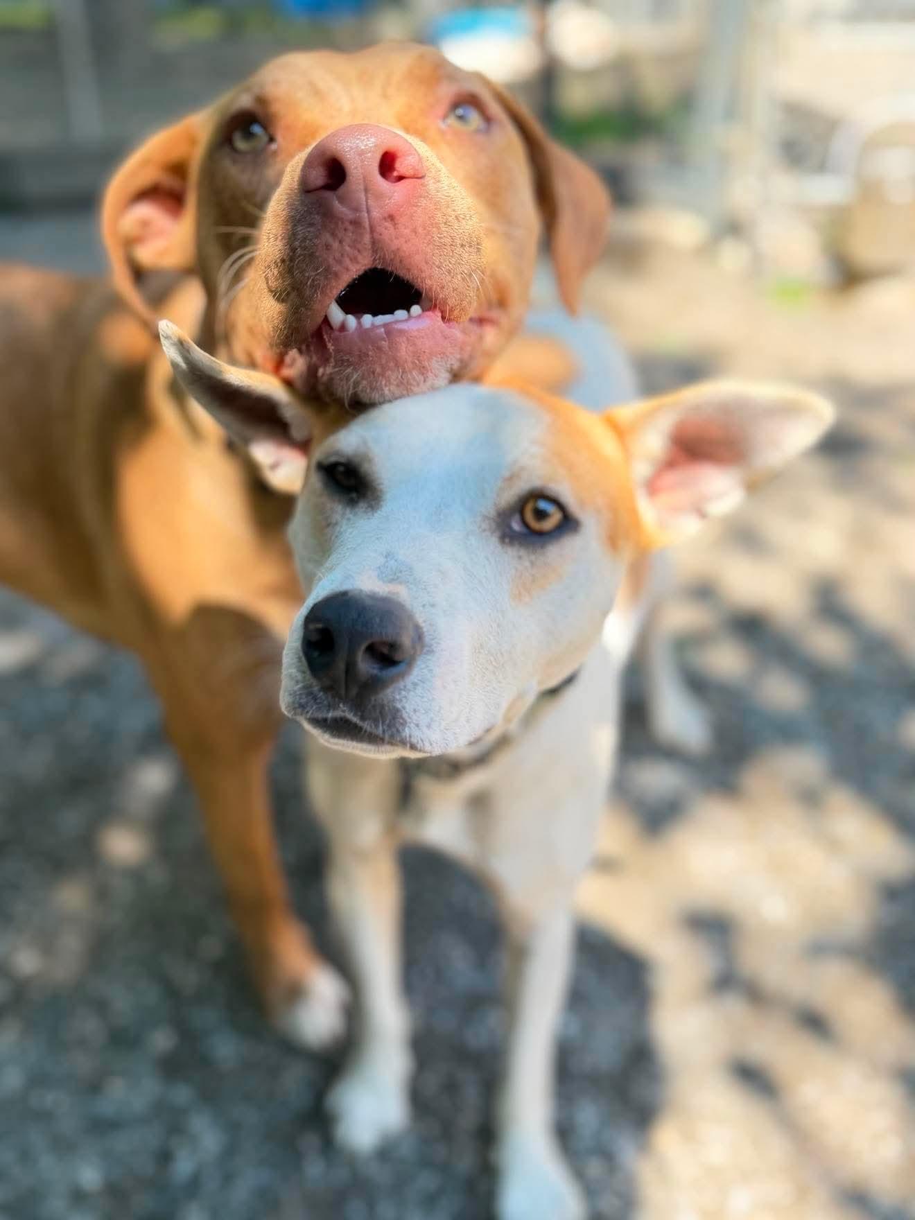 Enlarge Petey , a Adoptable mixed breed in Argyle, NY image 5/6