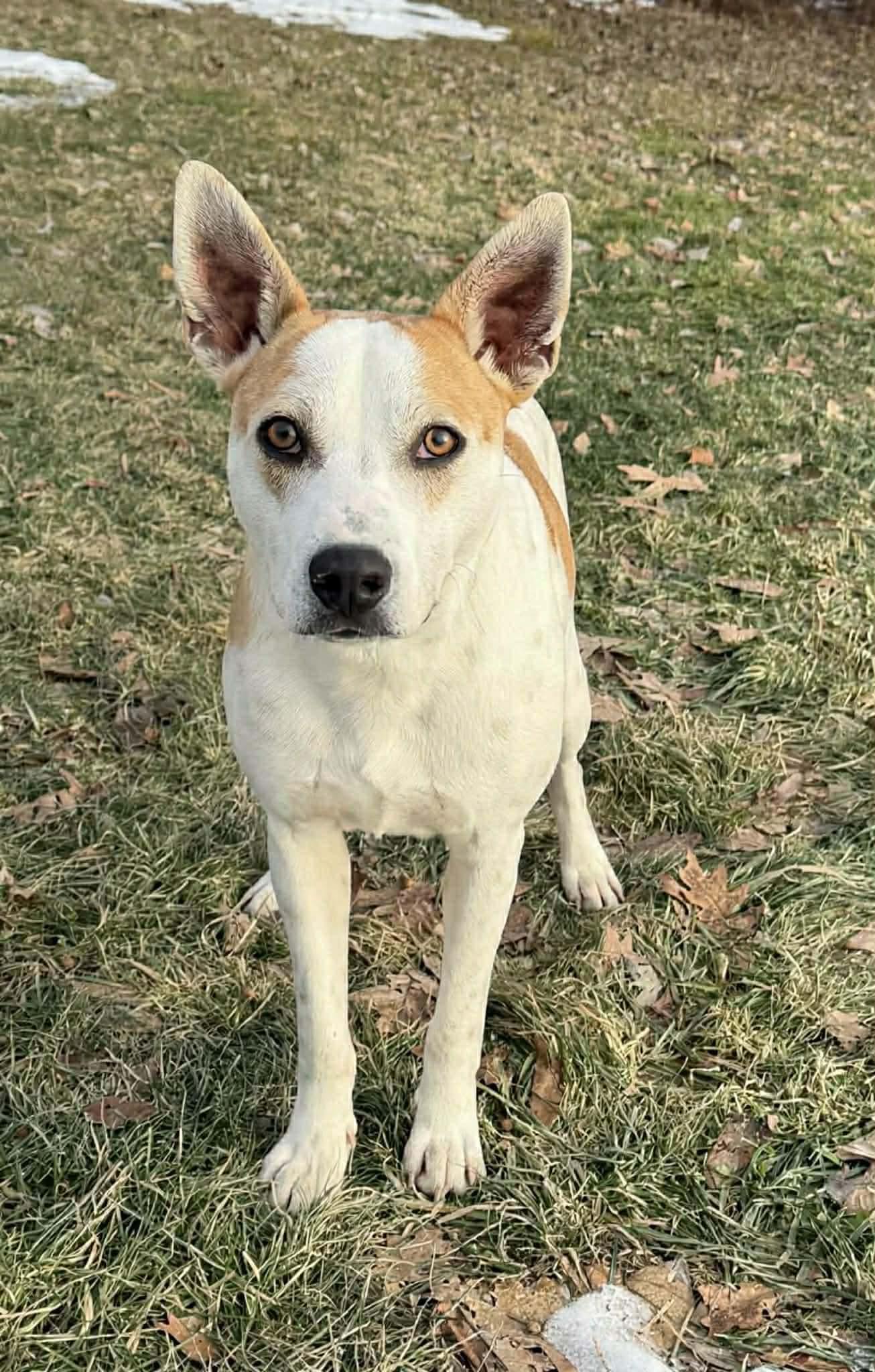Enlarge Petey , a Adoptable mixed breed in Argyle, NY image 4/6