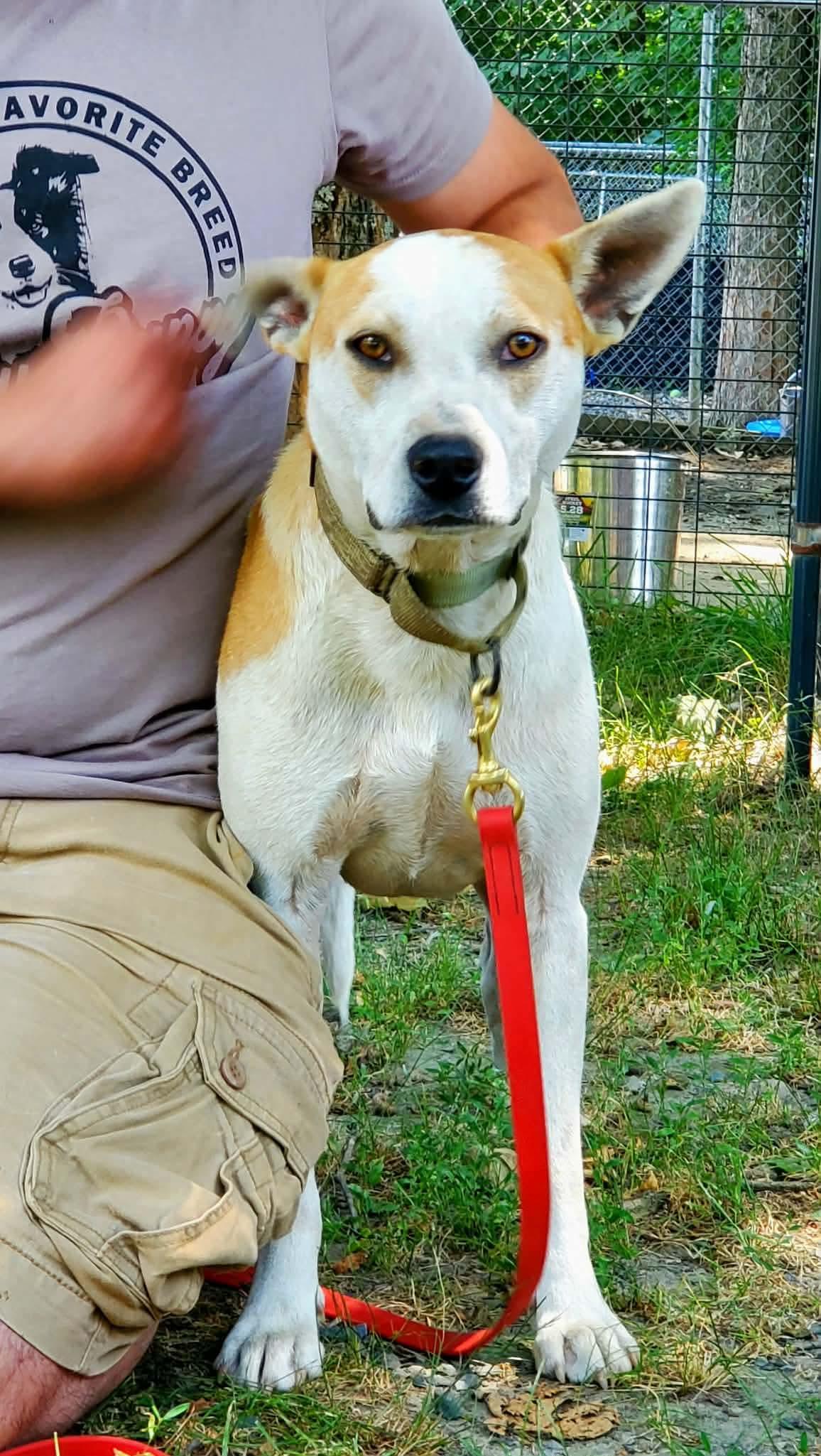 Enlarge Petey , a Adoptable mixed breed in Argyle, NY image 6/6