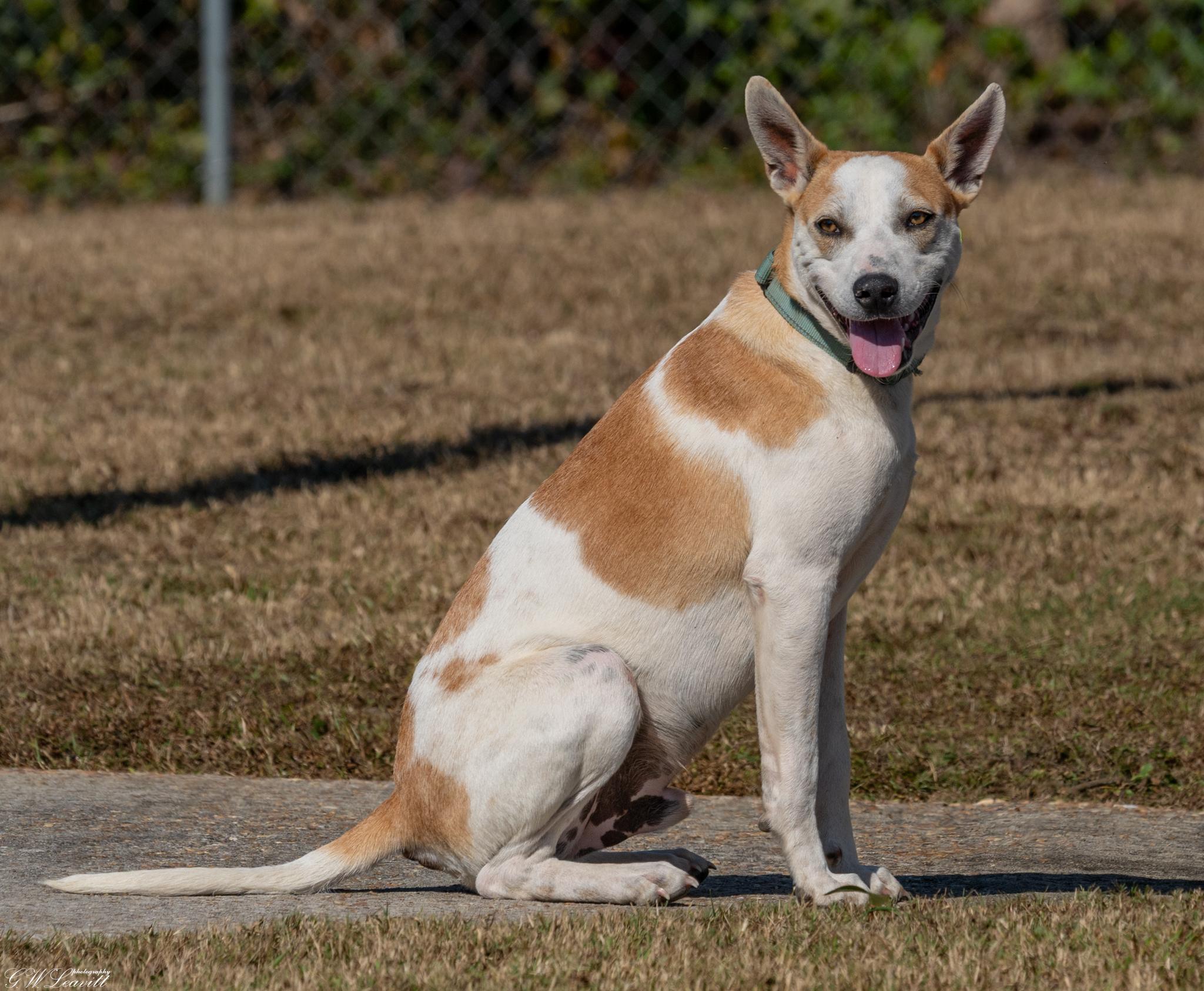 Enlarge Petey , a Adoptable mixed breed in Argyle, NY image 4/6