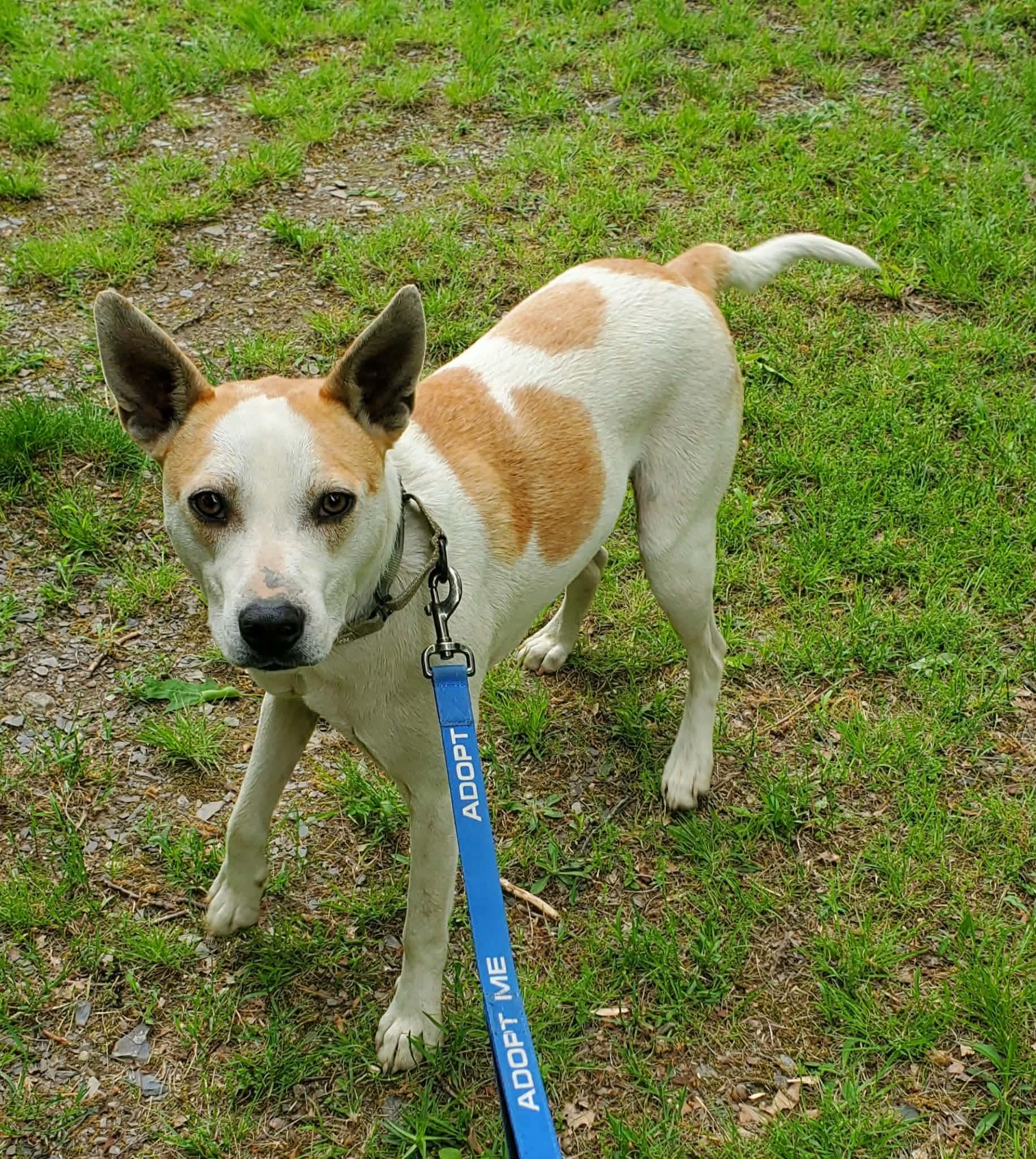 Petey , a Adoptable mixed breed in Argyle, NY image 1/6