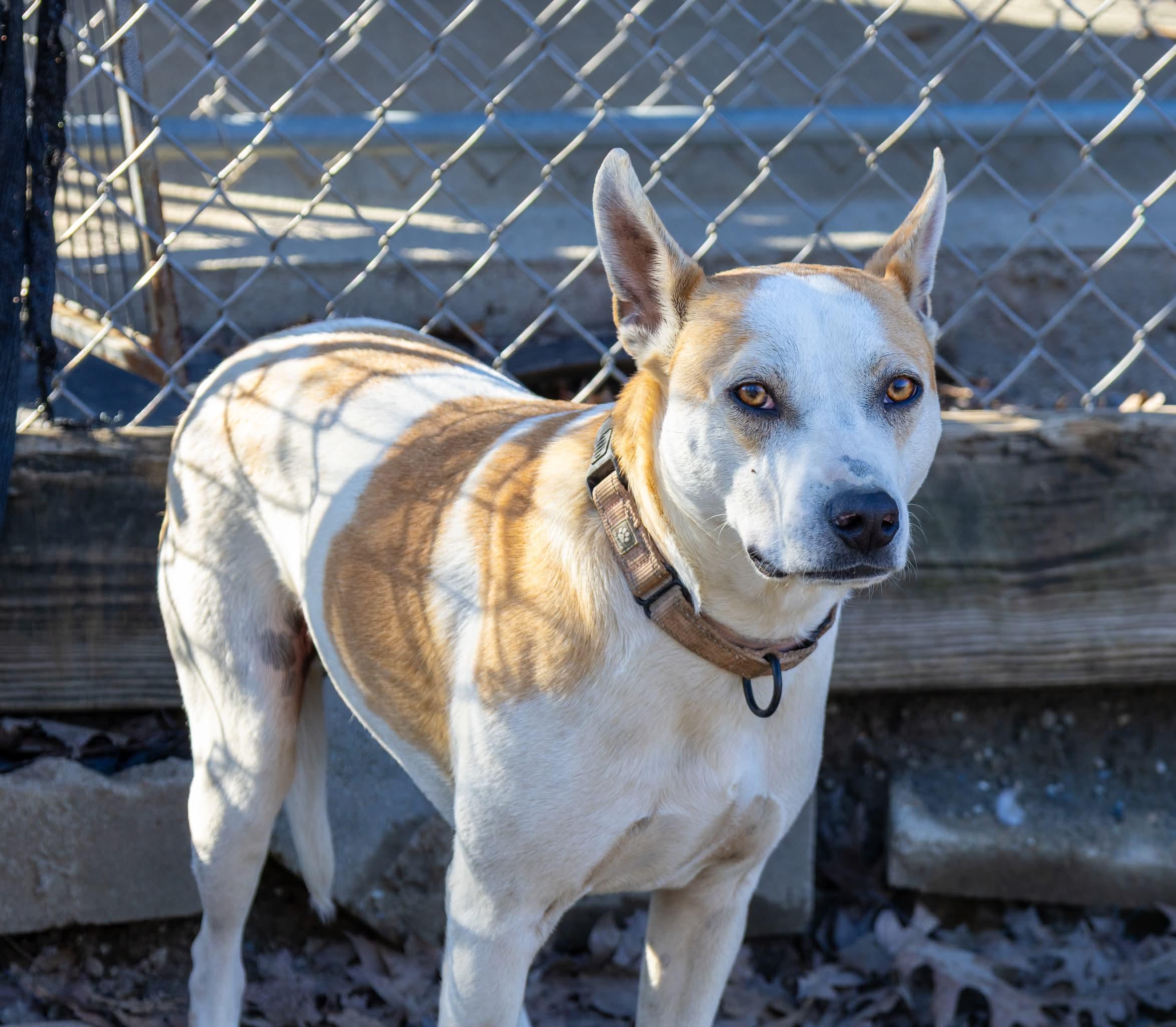Enlarge Petey , a Adoptable mixed breed in Argyle, NY image 4/6