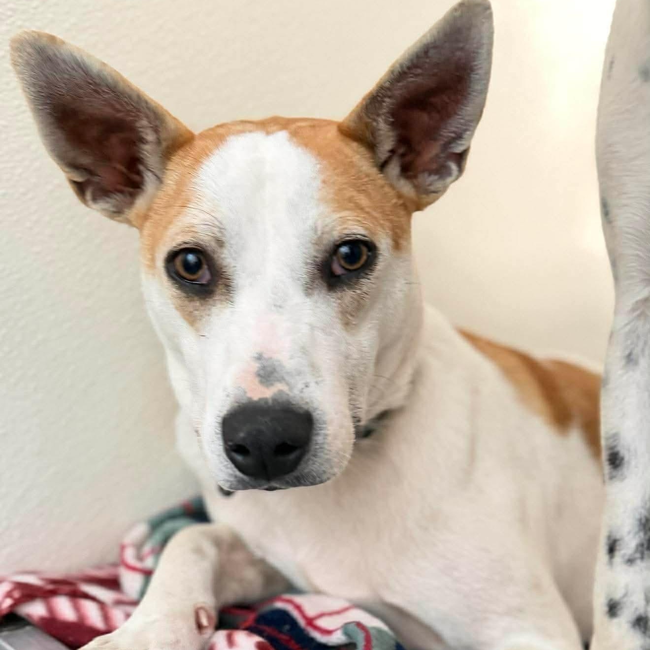 Enlarge Petey , a Adoptable mixed breed in Argyle, NY image 2/6