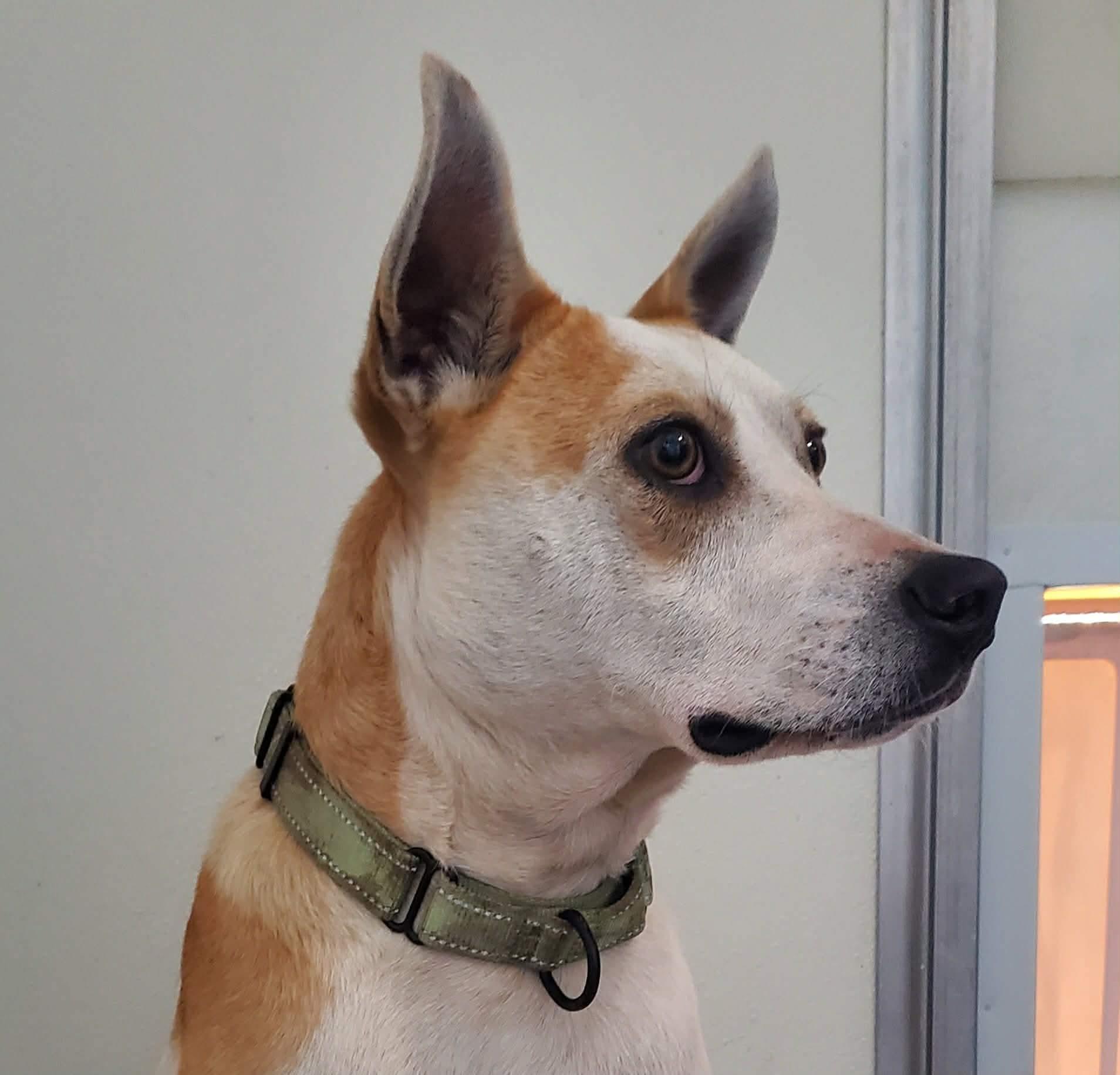 Petey , a Adoptable mixed breed in Argyle, NY image 1/6