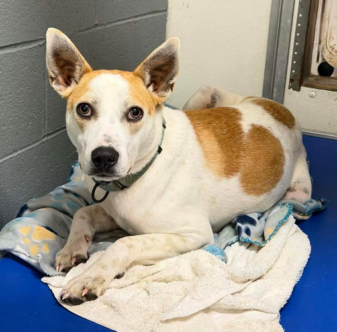 Enlarge Petey , a Adoptable mixed breed in Argyle, NY image 3/6