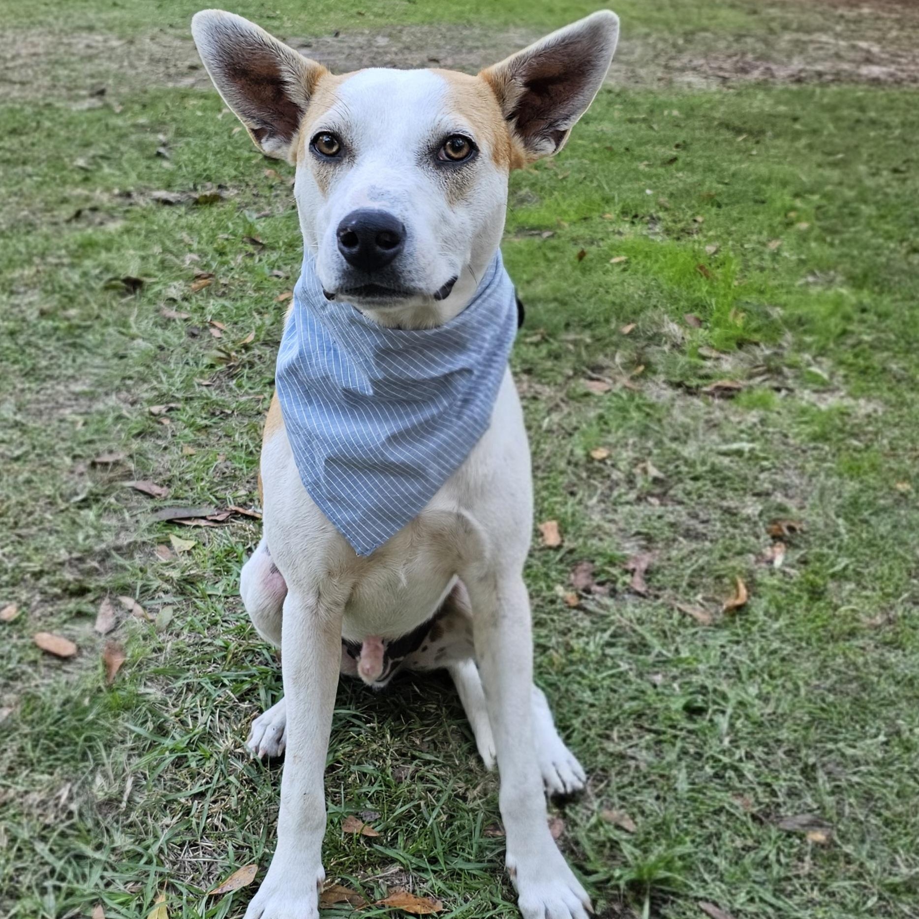 Enlarge Petey , a Adoptable mixed breed in Argyle, NY image 1/6
