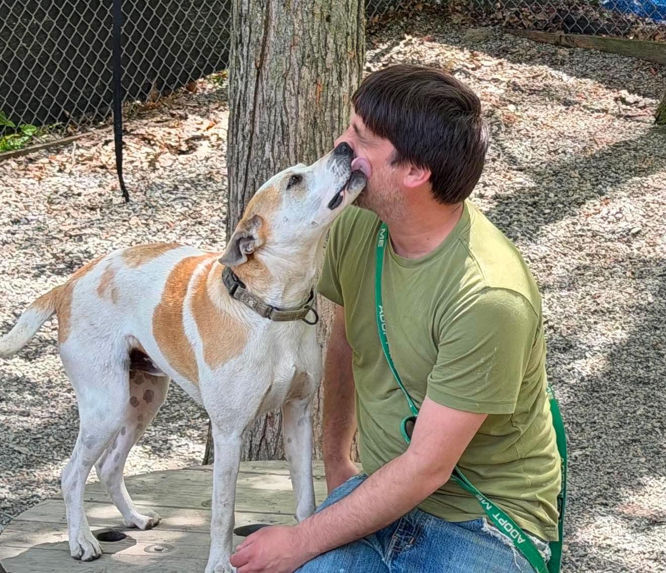 Enlarge Petey , a Adoptable mixed breed in Argyle, NY image 6/6