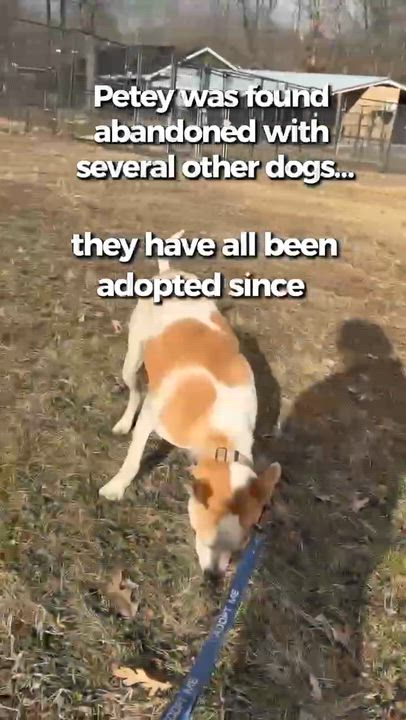 Enlarge Petey , a Adoptable mixed breed in Argyle, NY video 6/6