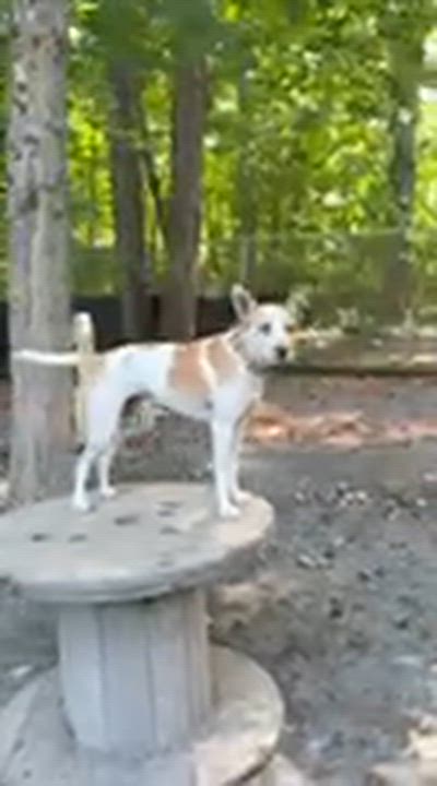 Enlarge Petey , a Adoptable mixed breed in Argyle, NY video 6/6