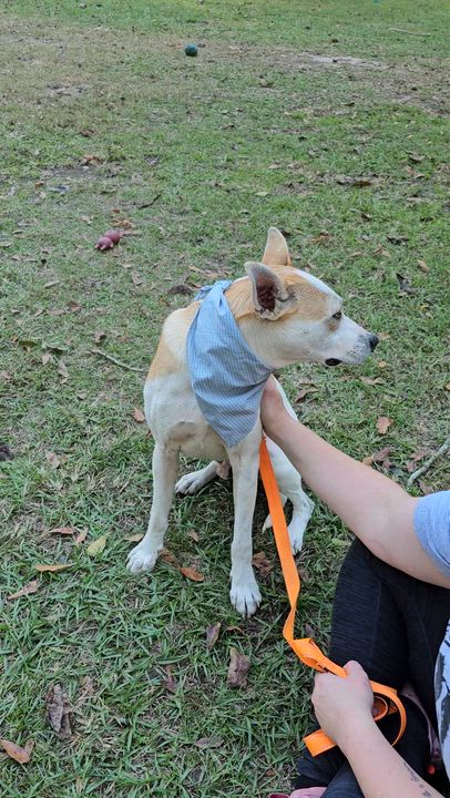 Enlarge Petey , a Adoptable mixed breed in Argyle, NY video 5/6