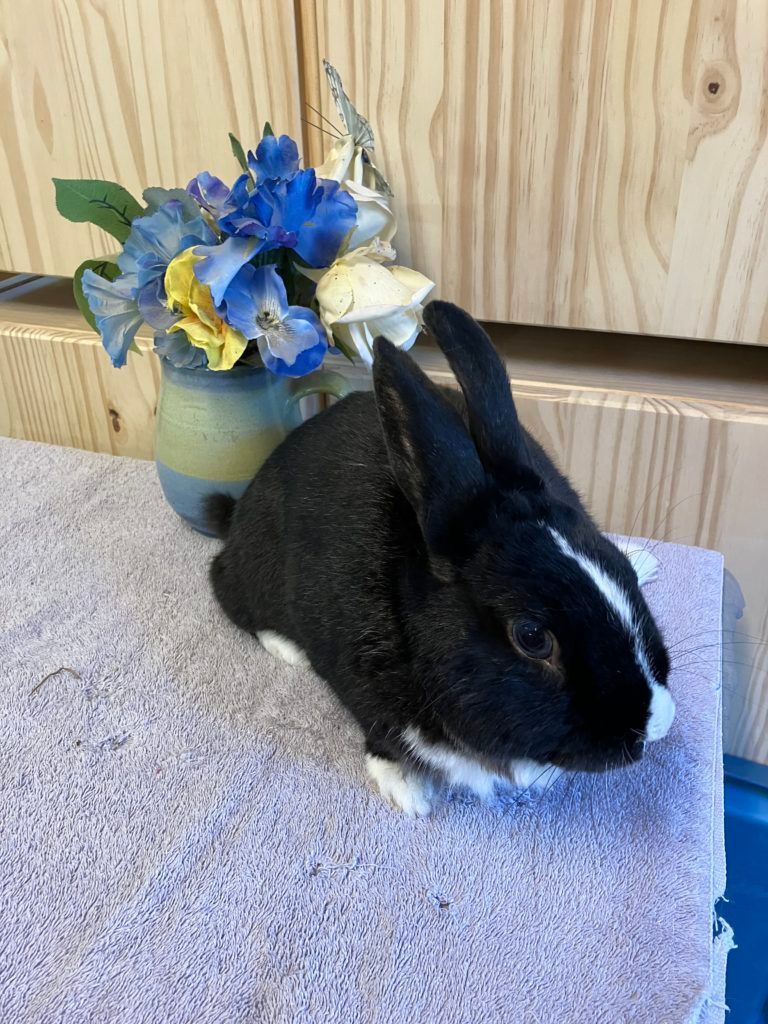 Nolan (Vancouver), Adoptable, Adult Male Dutch.