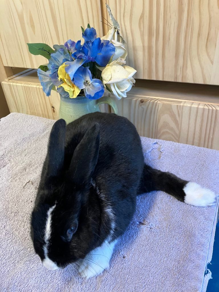 Enlarge Nolan (Vancouver), a Adoptable mixed breed in Vancouver, BC image 2/3