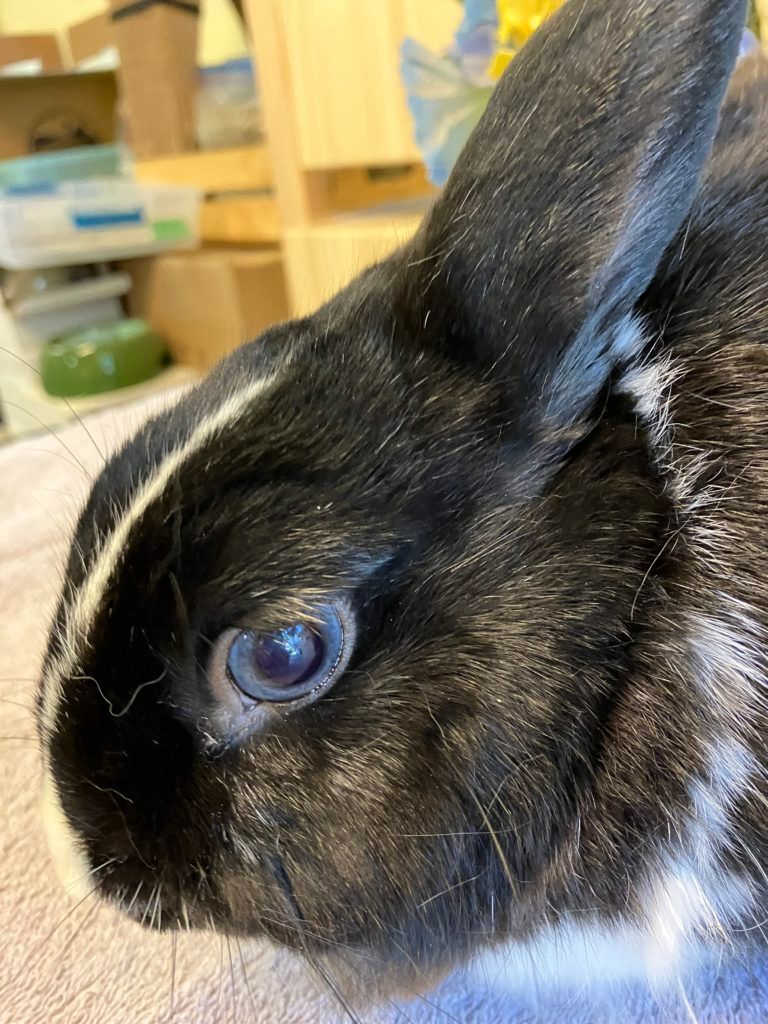 Enlarge Nolan (Vancouver), a Adoptable mixed breed in Vancouver, BC image 3/3