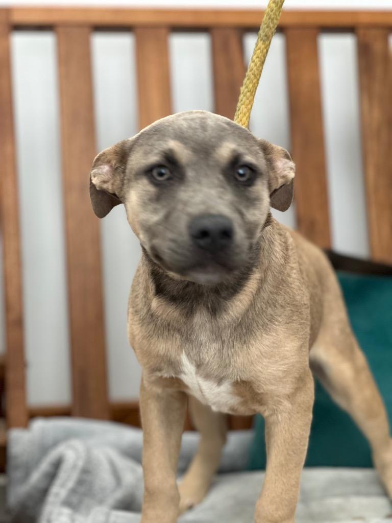 Bonnie, Adopted, Puppy Female Mixed Breed.