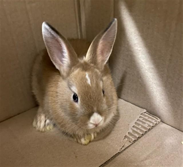 MOON, Adoptable, Baby Female Bunny Rabbit.