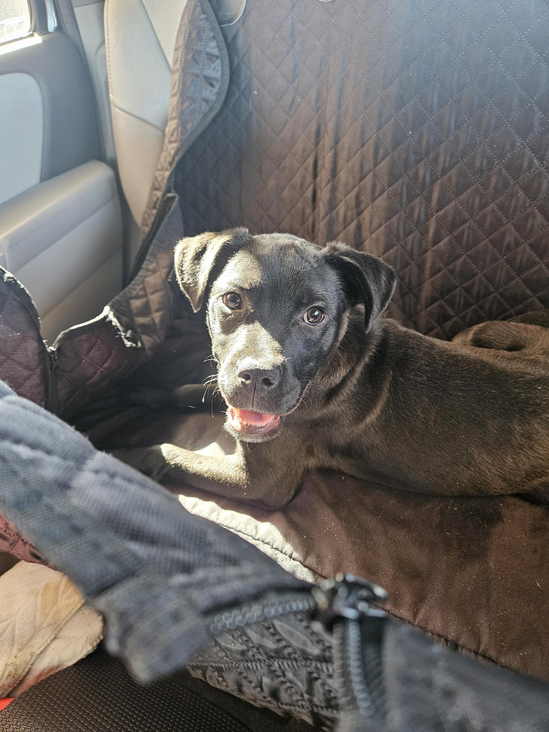 Wally, Adoptable, Puppy Male Labrador Retriever.
