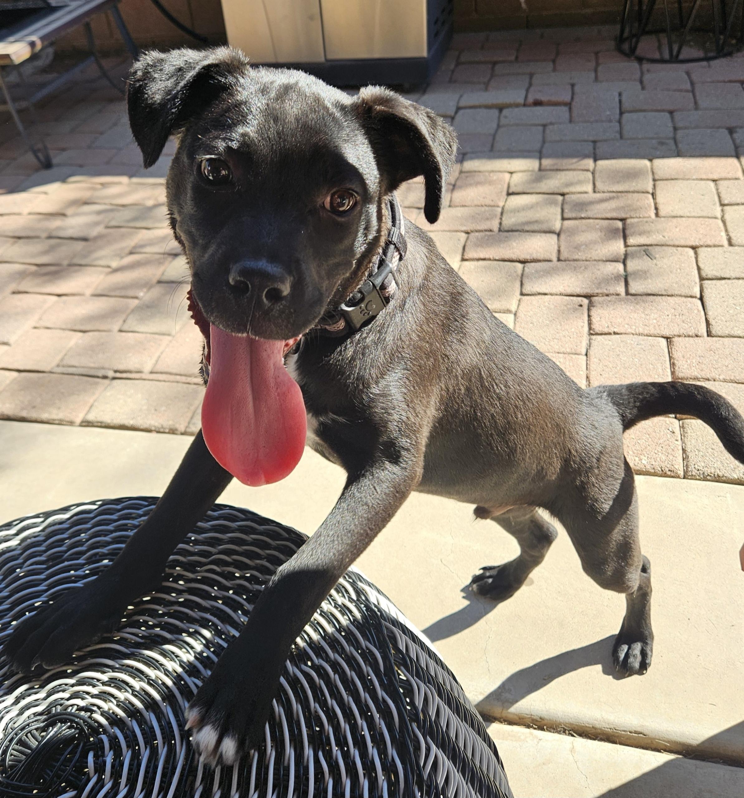 Enlarge Wally, a Adoptable mixed breed in Tucson, AZ image 2/3