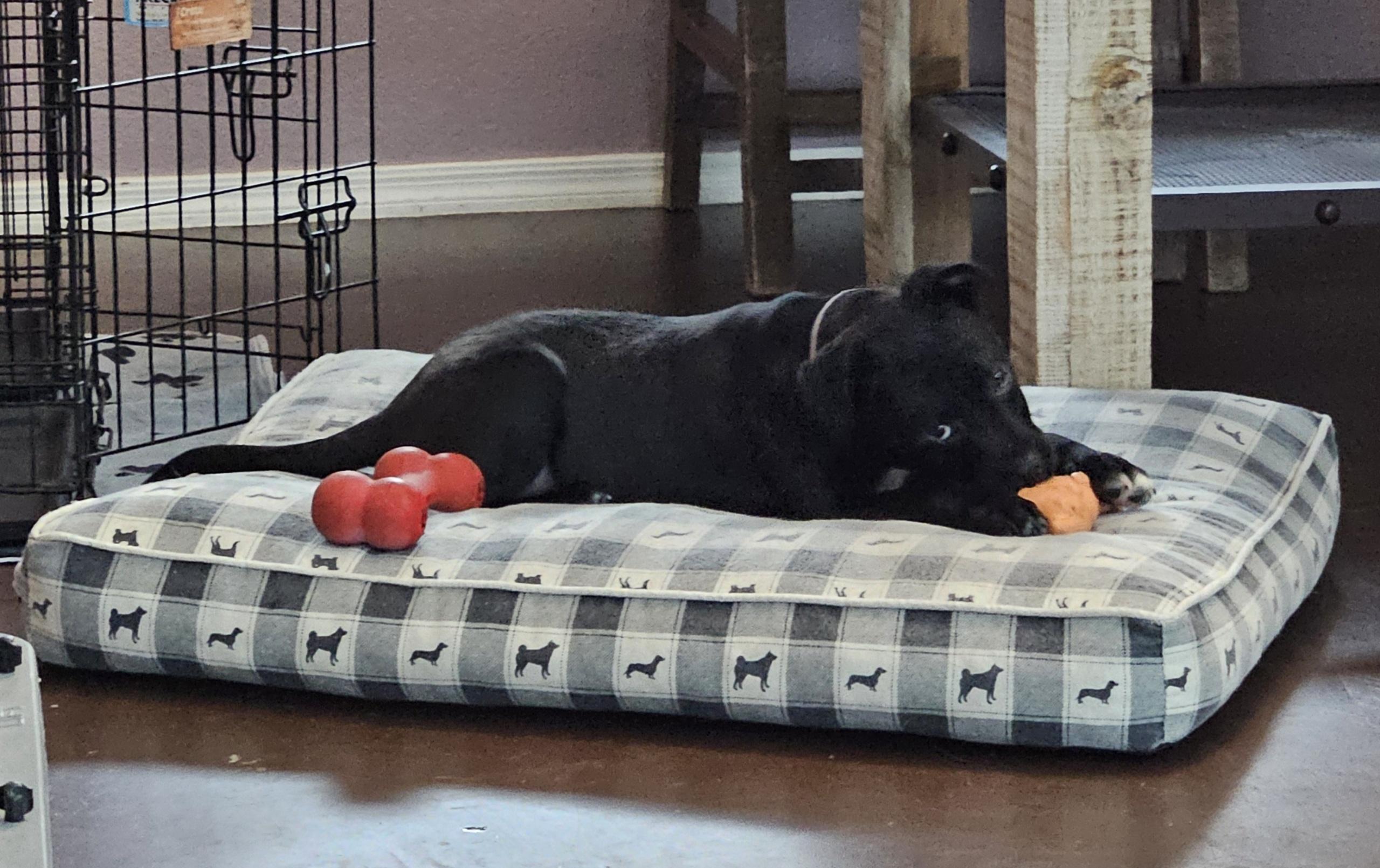 Enlarge Wally, a Adoptable mixed breed in Tucson, AZ image 3/3