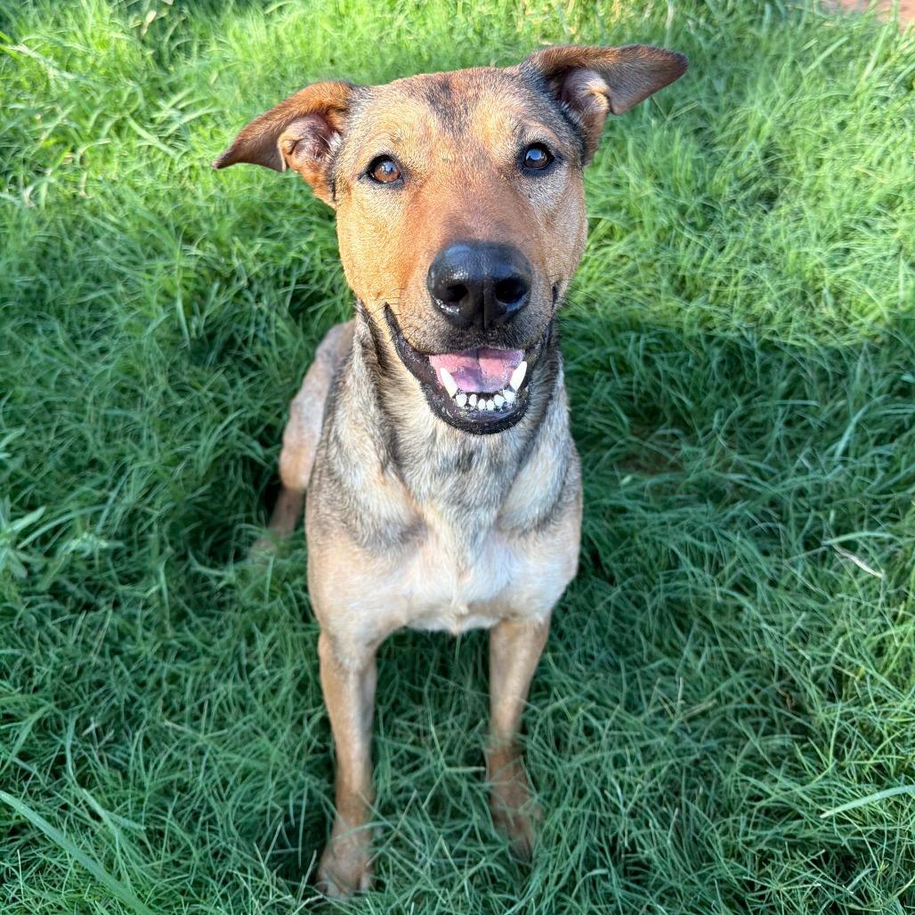 Ashton, Adoptable, Adult Female Shepherd & Collie.