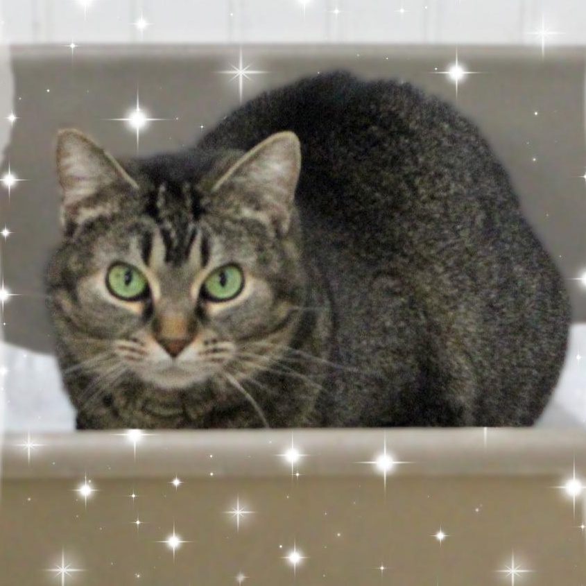 Delaney, ADOPTABLE, Young Female Tabby.