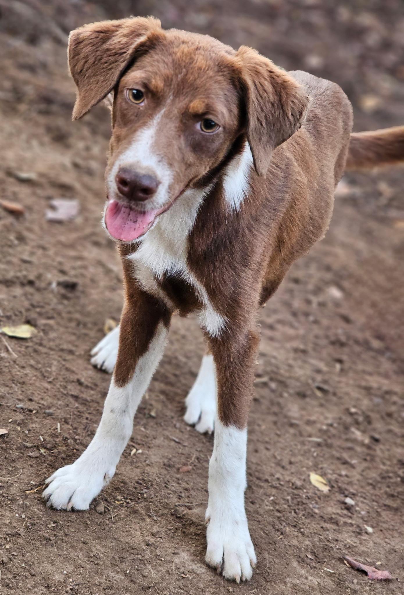 Whitney AKA Cove, Adoptable, Puppy Female Shepherd & Black Mouth Cur.