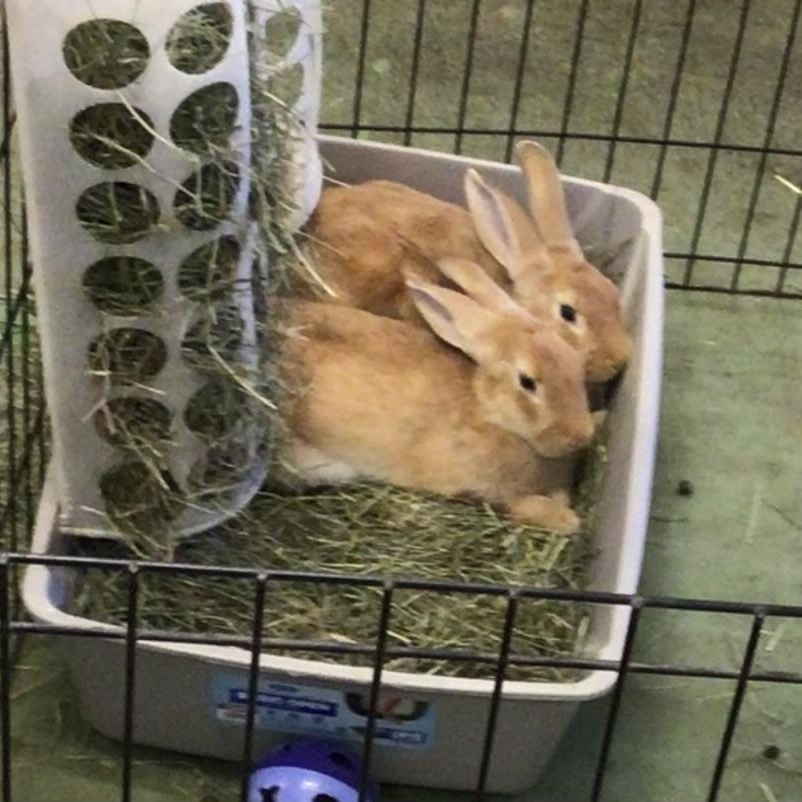 Enlarge Westley & Buttercup - boy/girl pair, a ADOPTABLE American in Oakland, CA image 4/6