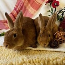 Enlarge Westley & Buttercup - boy/girl pair, a ADOPTABLE American in Oakland, CA image 1/6