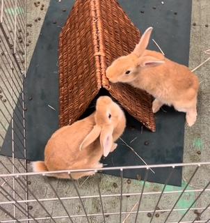 Enlarge Westley & Buttercup - boy/girl pair, a ADOPTABLE American in Oakland, CA image 2/6