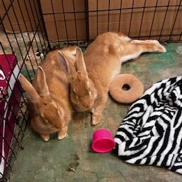 Enlarge Westley & Buttercup - boy/girl pair, a ADOPTABLE American in Oakland, CA image 6/6