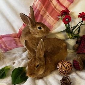 Enlarge Westley & Buttercup - boy/girl pair, a ADOPTABLE American in Oakland, CA image 5/6