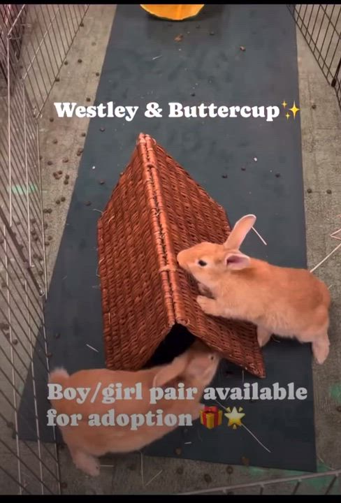 Enlarge Westley & Buttercup - boy/girl pair, a ADOPTABLE American in Oakland, CA video 3/6