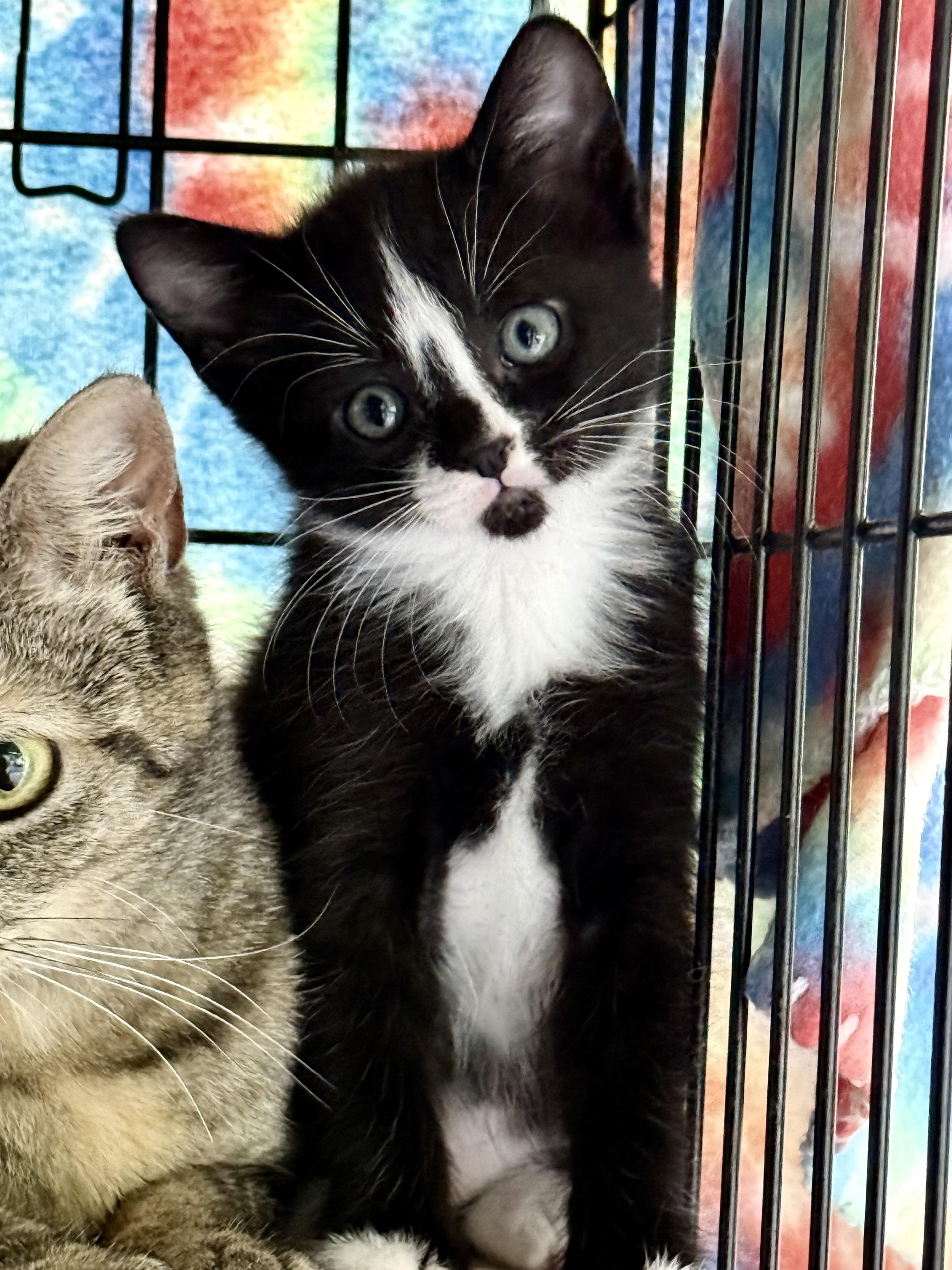 Tennessee Whiskers , a ADOPTABLE Domestic Short Hair in Johnson City, TN image 3/3