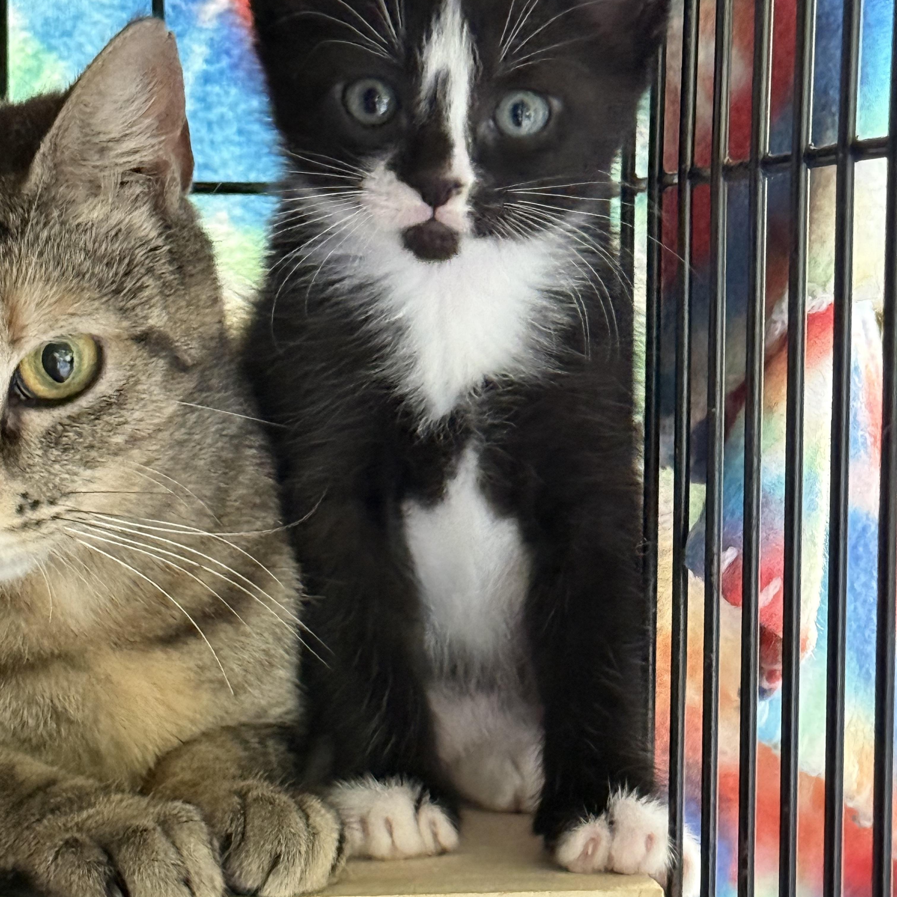 Tennessee Whiskers , a ADOPTABLE Domestic Short Hair in Johnson City, TN image 1/3