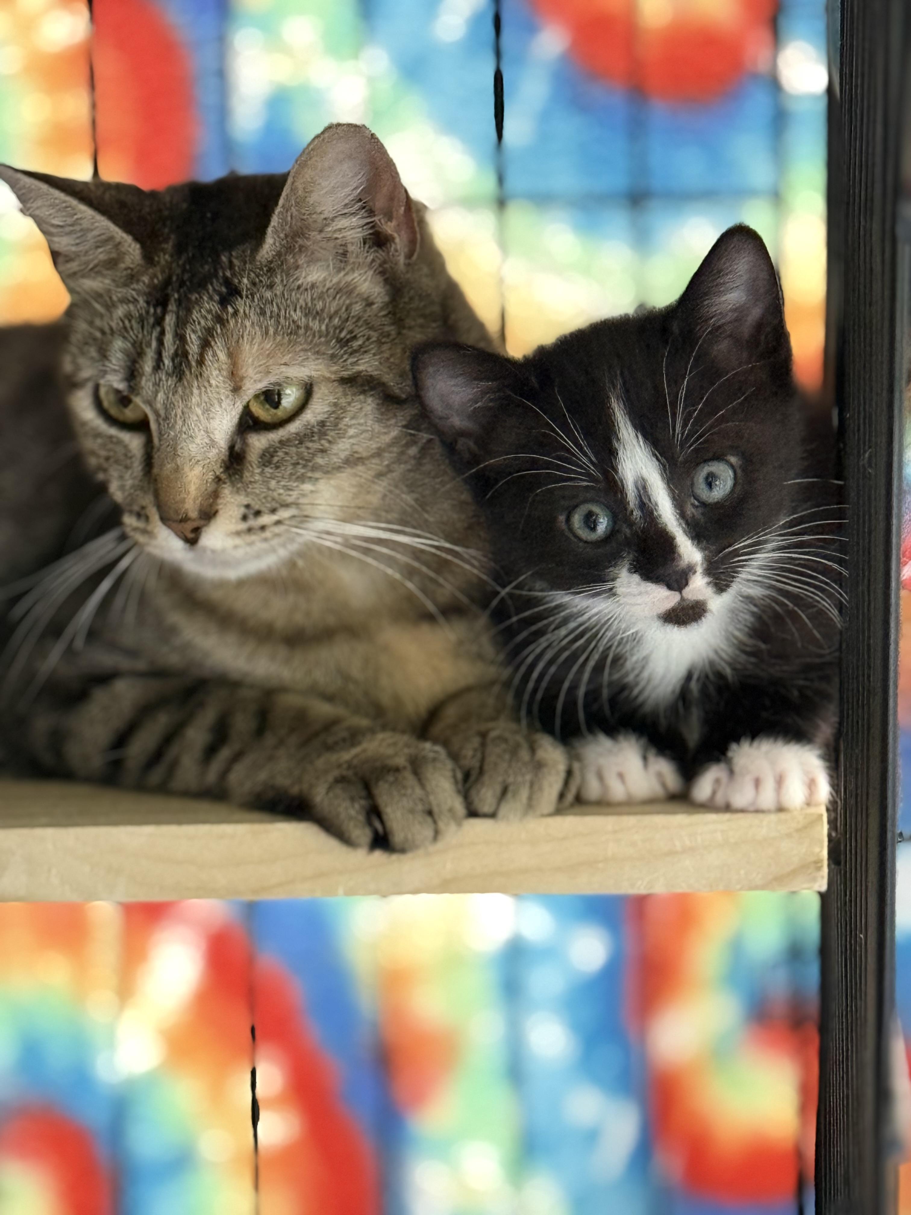 Tennessee Whiskers , a ADOPTABLE Domestic Short Hair in Johnson City, TN image 2/3
