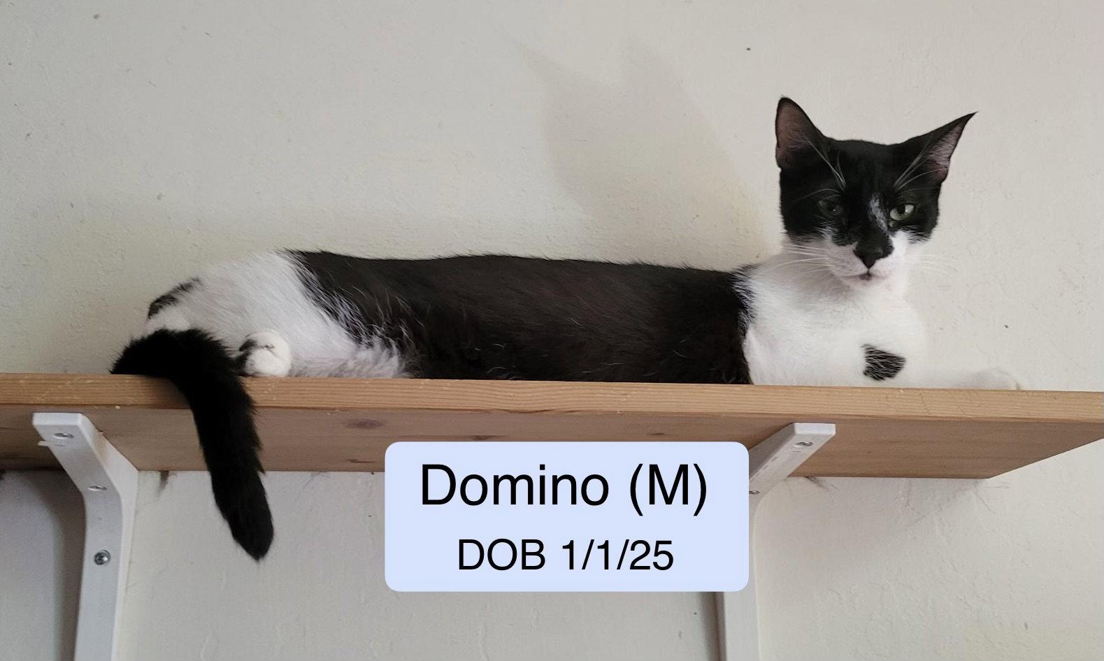 Domino, Adoptable, Young Male Domestic Short Hair.