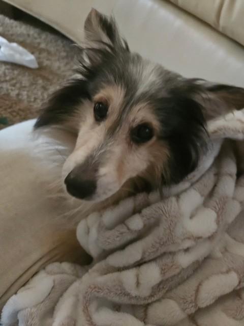 Jinx, Adoptable, Senior Male Shetland Sheepdog / Sheltie.