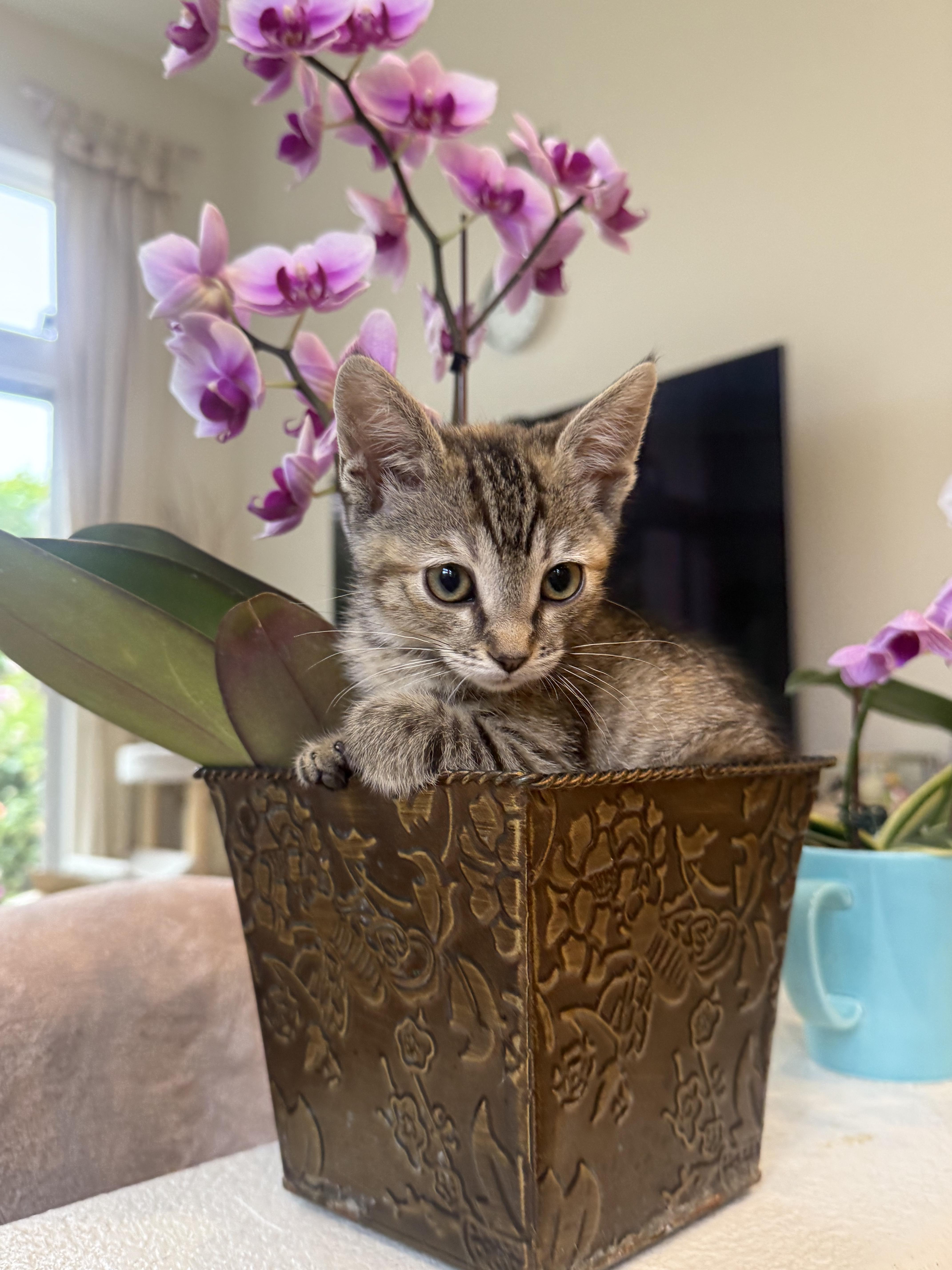 Lily