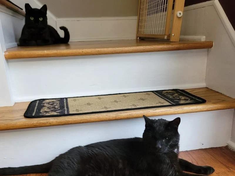 Timber and Jack, Adult Male Domestic Short Hair