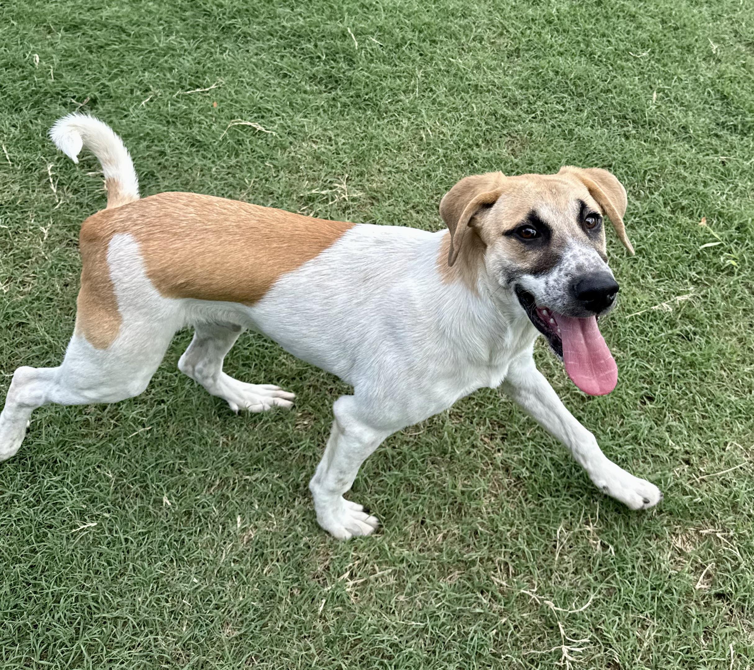 Henry, Adoptable, Puppy Male American Foxhound.