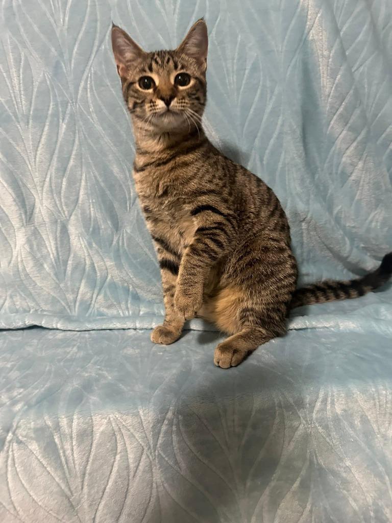 Leo, a Adoptable mixed breed in Miami, OK image 1/5