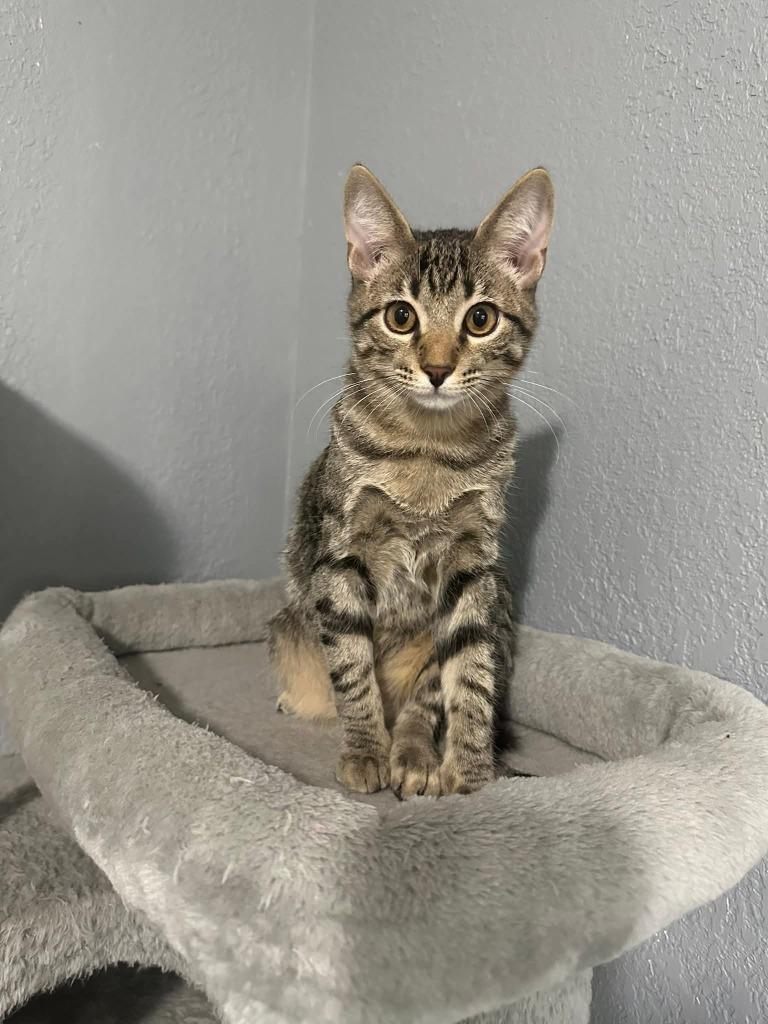 Leo, a Adoptable mixed breed in Miami, OK image 2/5