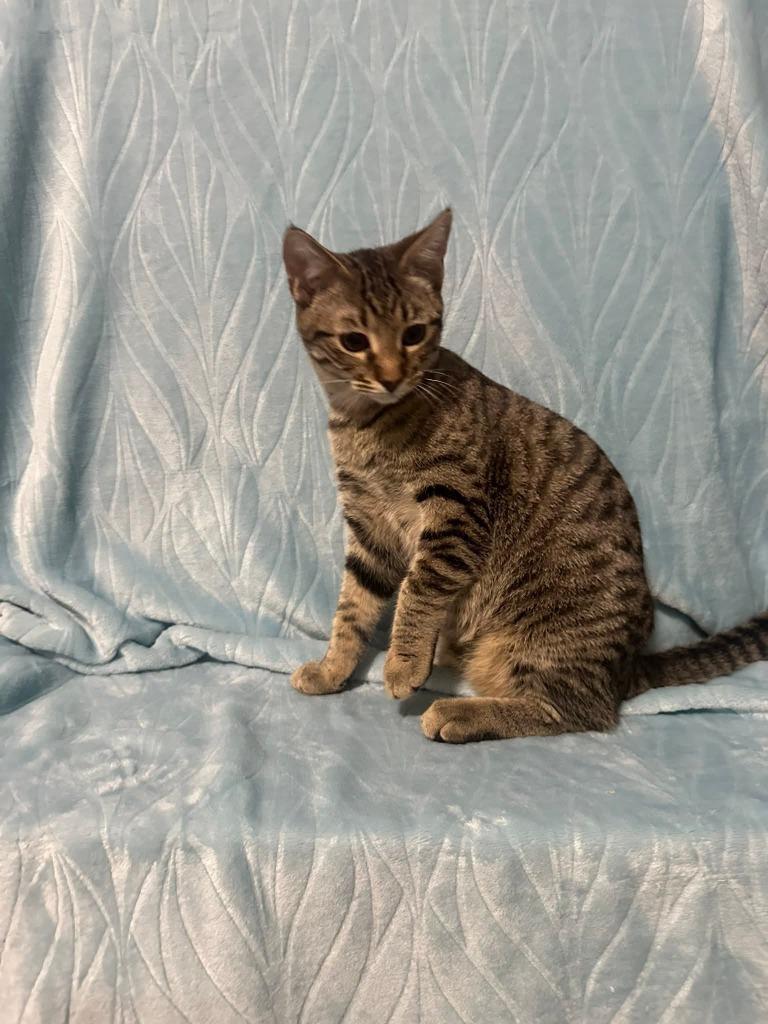 Leo, a Adoptable mixed breed in Miami, OK image 3/5