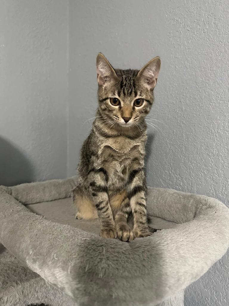 Leo, a Adoptable mixed breed in Miami, OK image 4/5